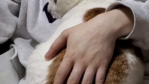 Patting the cat's butt.