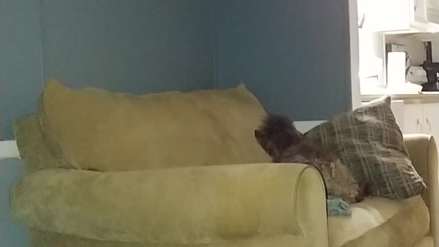 Kelli's ghostly orbs