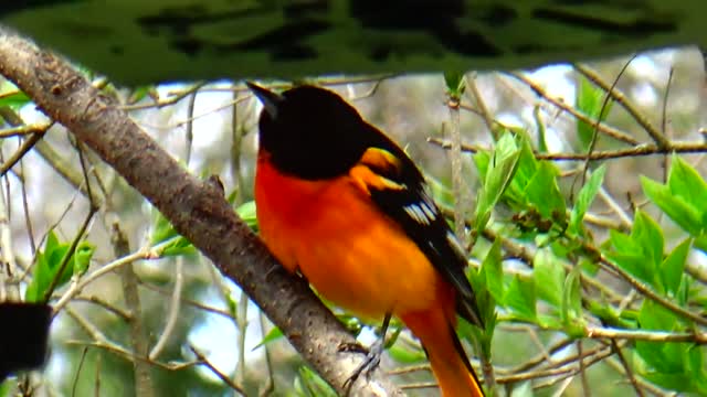 Oriole