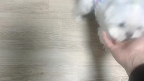 A puppy that welcomes the owner who came home.