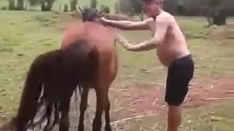 Who can get on that horse?