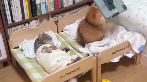 Cat better than me now