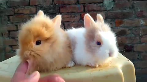 Rabbit for Sale