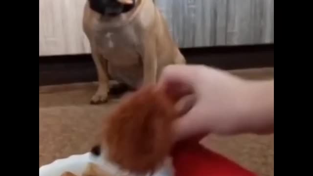 Dogs funny🤣 Video || Funny 🤣 animal video