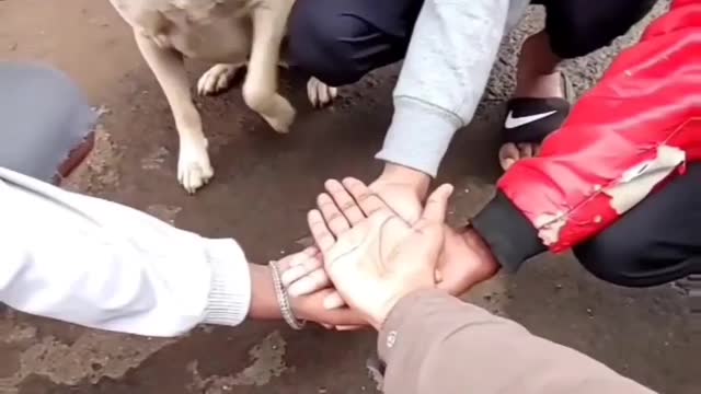 ❤️_.._._._petyaari _petfoods _labrador _goldenretriever _dog _pug