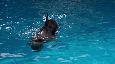 Dolphin Swim in the Pool