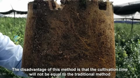 Awesome Fruit Agriculture Technology - Blueberry cultivation - Blueberry Farm and Harvest