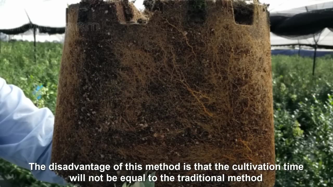 Awesome Fruit Agriculture Technology - Blueberry cultivation - Blueberry Farm and Harvest