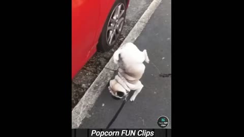 Cats And Dogs Funny Video |Funny Clips