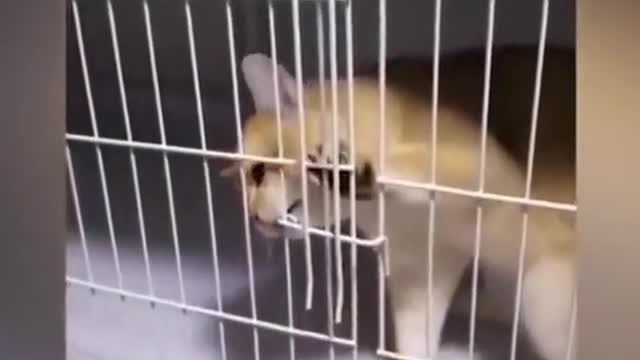 # cute pet # fantastic animals on Douyin # funny