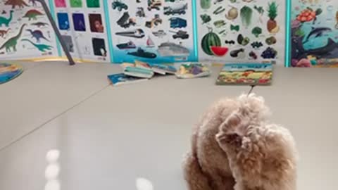 A butt-wiping dog