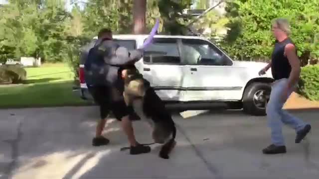 How To Make Dog Aggressive With Few Simple Tips