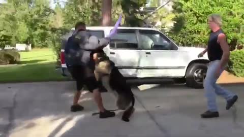 How To Make Dog Aggressive With Few Simple Tips