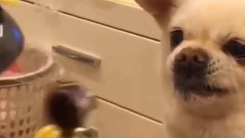 funny dog movements