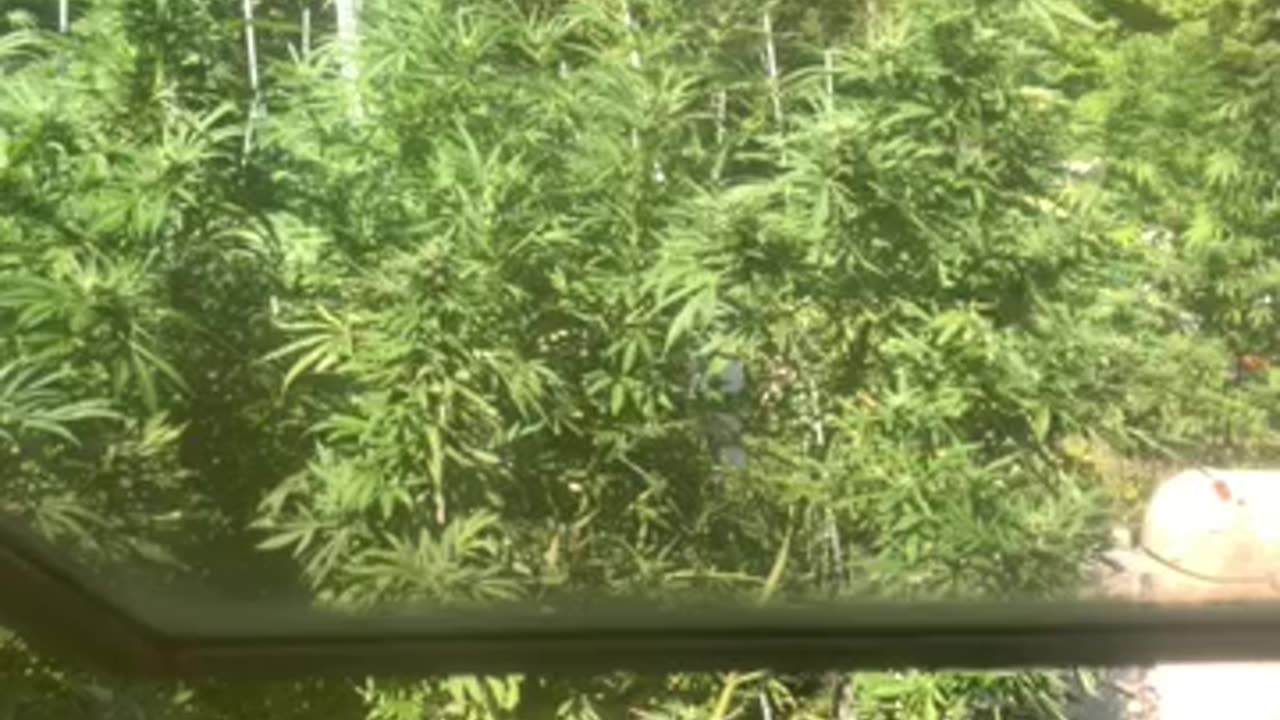 Left hand side never going to call off kill trump assholes p 01 Derek Hunter rumble