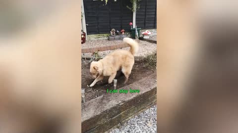 Funniest Animal Voiceover Compilation