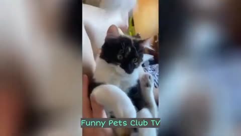 Funny Animal Videos 🤣 Funniest Cats and Dogs Videos 2024