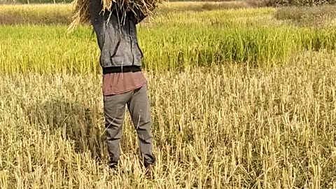 Farmar
