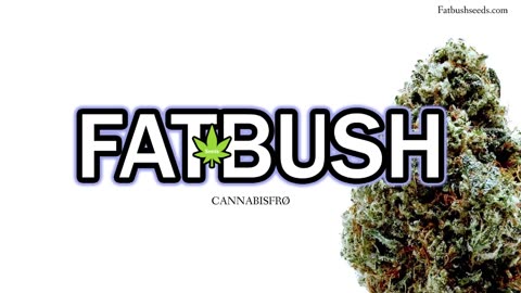 CANNABISFRØ