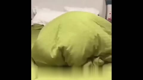 Funniest cats😸 best funny cat that will make you laugh 😂