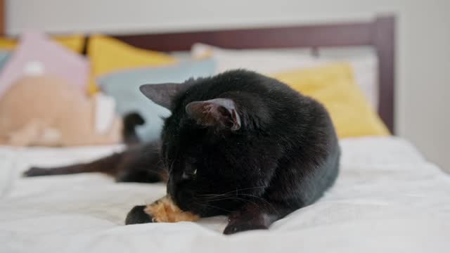 Cate funny video