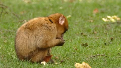 A Brown Monkey Eating Bread..؛