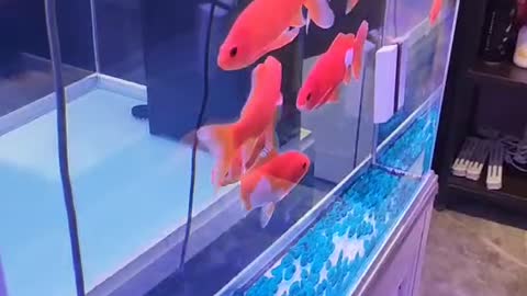 Seven little red fish
