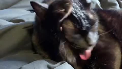 Cat reaction funny shorts