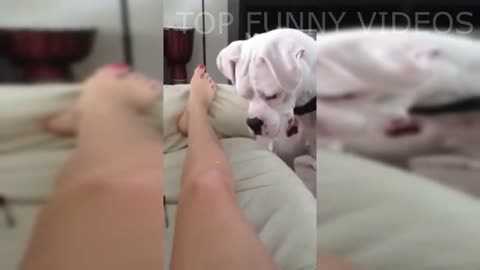 ANIMALS ATTACK PEOPLE COMPILATION || 😂🔥 FUNNY ANIMAL VIDEOS