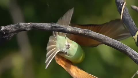 Wildlife's & Fun's