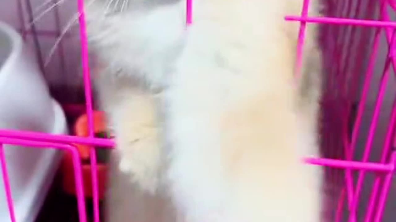 Cute kitten angry