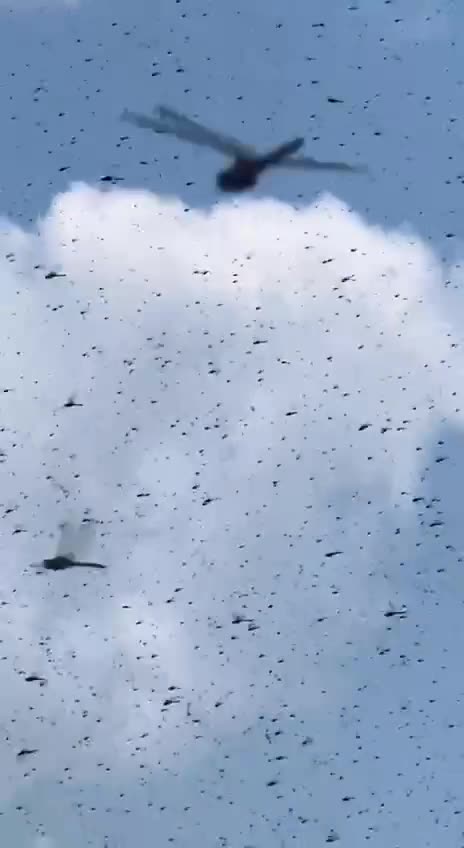 Supersized Dragon Flies Swarm Beach In Rhode Island | Biblical?