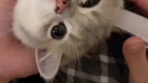 Sweet moments in the life of pets😍🐈‍⬛️🐈