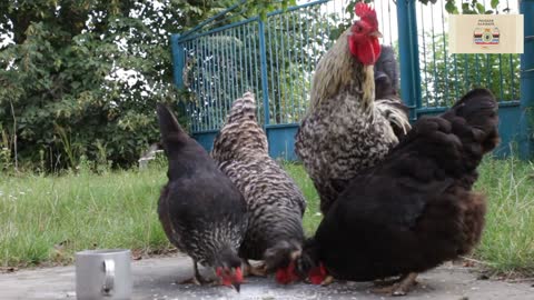 Rooster with his wives in my garden