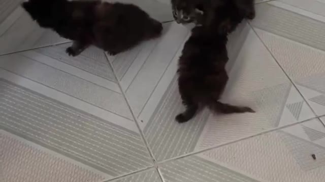 So many cute cats, so happy