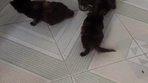 So many cute cats, so happy
