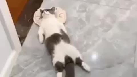 I'm so lazy cat😴 funny cat video #shorts