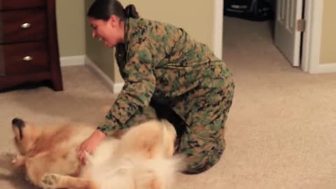 Adorable Golden Retriever Welcomes Marine officer home