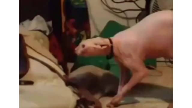 Funny cats, Funniest Cat's ever, Don't try to stop laughings,