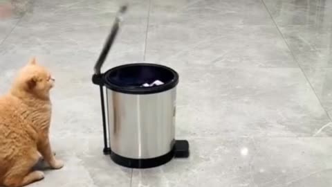 Cat's play games with funny style