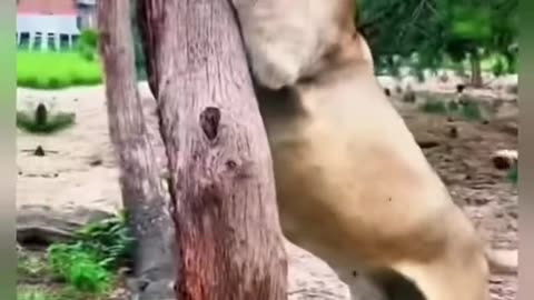 They Rescued Baby Lion