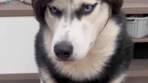 Please Don't Laughing Me