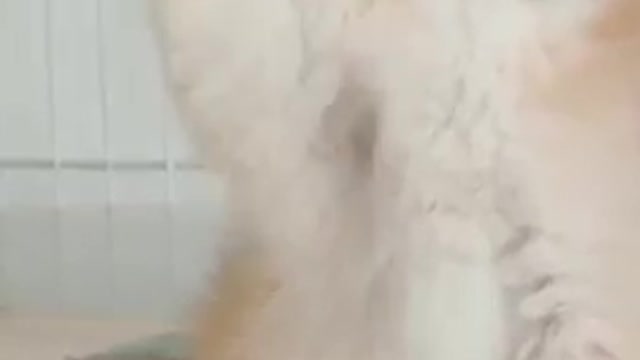 Cats - Baby cats - funny and fluffy (150) / Gatos - Filhotes - engraçados e fofos (150) #shorts
