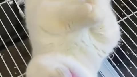 cute cat sleeping #short #viral #cat #catlovers