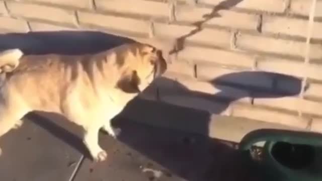 Dumb Things Animals Do