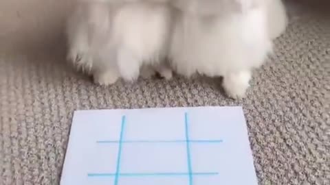 Clever dogs plays game inteligently | Clever Move made and win| Funny pets