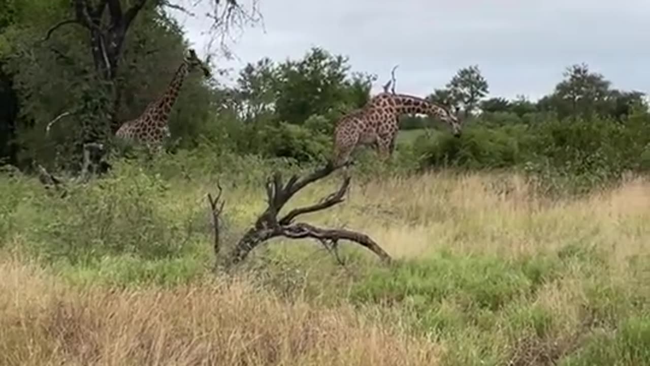 Feeding #giraffe #safari #krugernationalpark #shorts #wildlife #southafrica