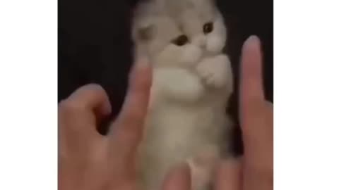 Funny cat videos 😅😅😅😅