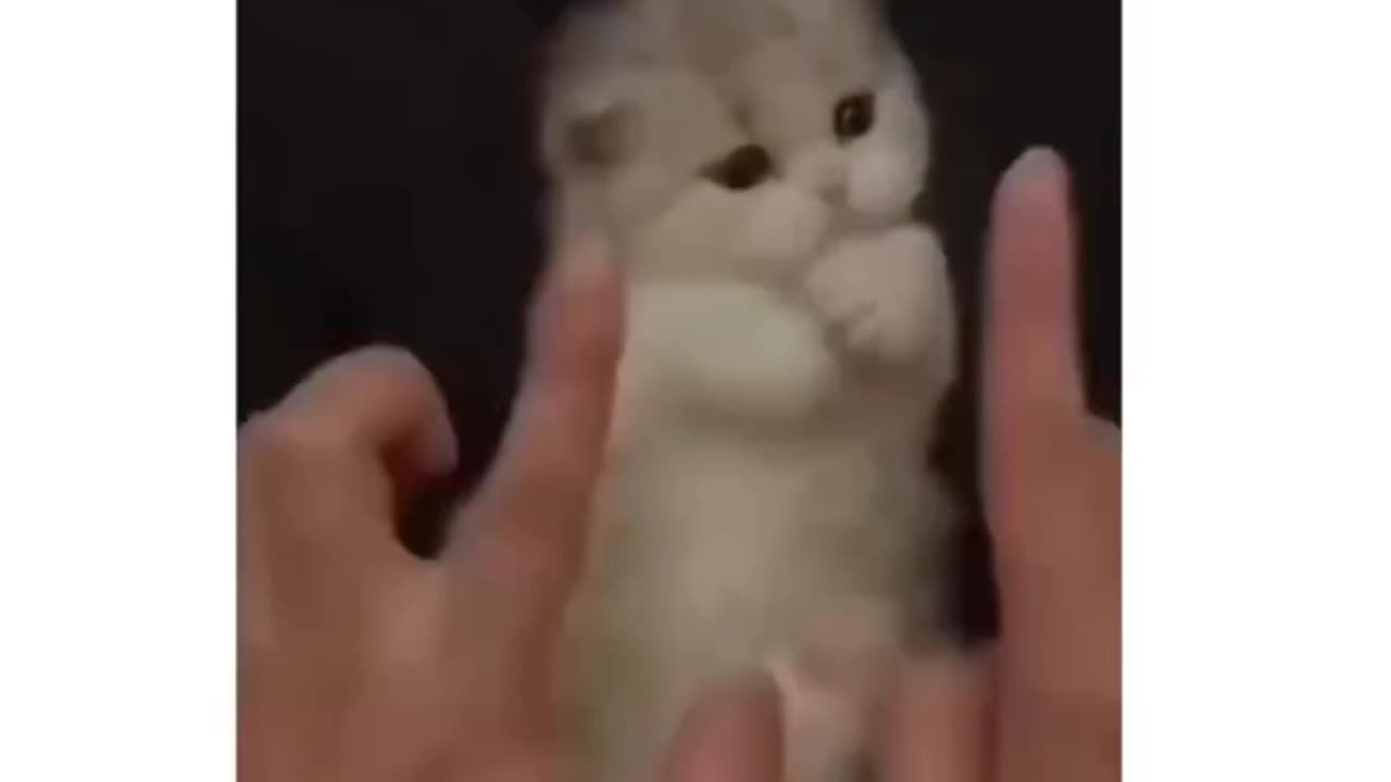 Funny cat videos 😅😅😅😅