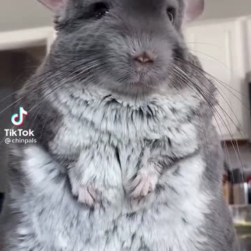 Overload cutness mouse#overload cute